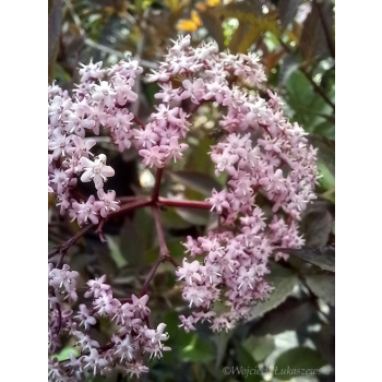 Bez czarny Black Beauty-Sambucus nigra