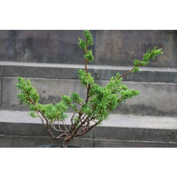 Jałowiec chiński Shimpaku - Juniperus chinensis 0084