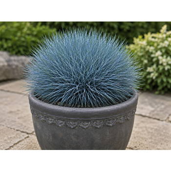 Kostrzewa sina Blue Select - Festuca glauca