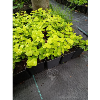 Tojeść rozesłana Goldilocks-Lysimachia nummularia