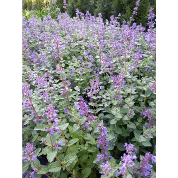 Kocimiętka-Nepeta