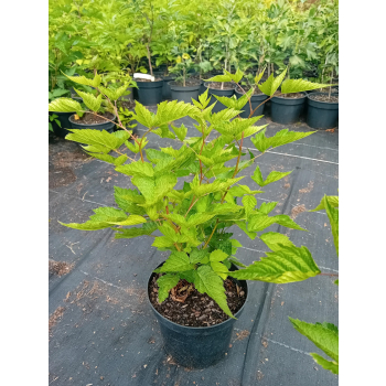 Malina okazała Olympic Double - Rubus spectabilis