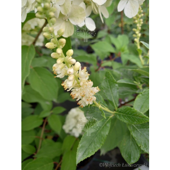 Orszelina olcholistna Clea-Clethera alnifolia