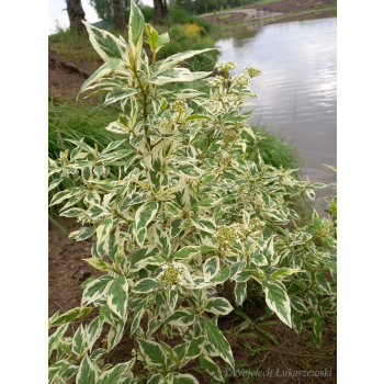 Dereń rozłogowy White Gold-Cornus sericea