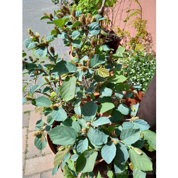 Fotergilla mieszańcowa Blue Shadow-Fothergilla x intermedia