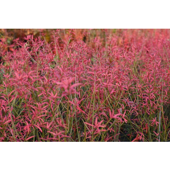 Trzmielina karłowa - Euonymus nanus var.turkestanicus