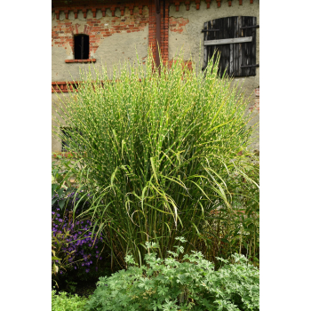 Miskant chiński Zebrinus - Miscanthus sinensis