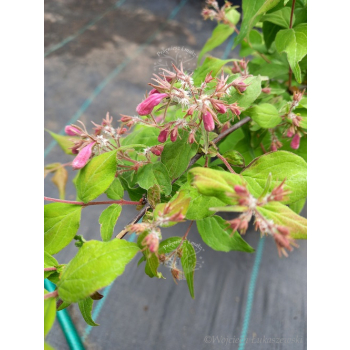 Kolkwicja chińska Rosea-Kolkwitzia amabilis