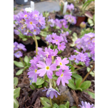 Pierwiosnek ząbkowany-Primula denticulata