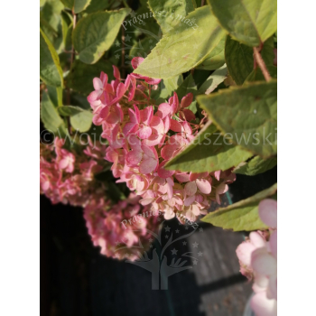 Hortensja Harry's Souvenir-Hydrangea paniculata