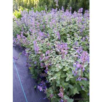 Kocimiętka-Nepeta