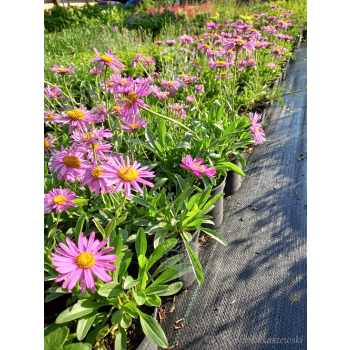 Aster alpejski różowy-Aster alpinus
