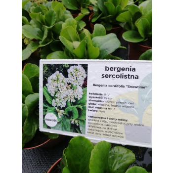 Bergenia sercolistna Snowtime - Bergenia cordifolia