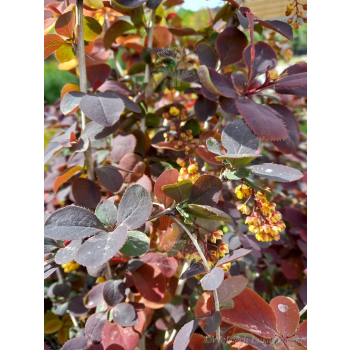 Berberys Thunberga Atropurpurea-Berberis thunbergii