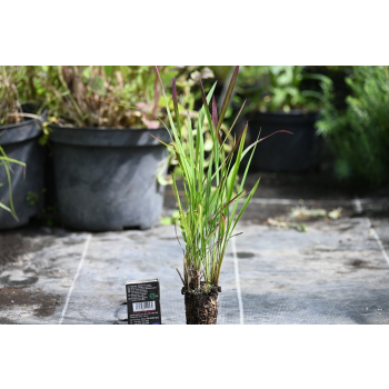Imperata cylindryczna Red Baron - Imperata cylindrica