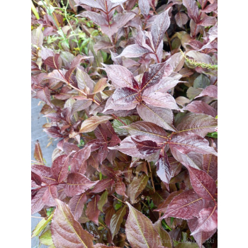 Krzewuszka cudowna Black Ruby-Weigela florida