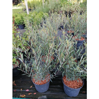 Wierzba purpurowa Nana - Salix purpurea Nana