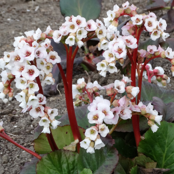 Bergenia sercolistna Jelle - Bergenia cordifolia