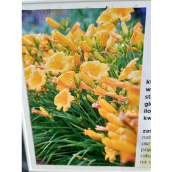 Liliowiec ogrodowy Stella d`Oro - Hemerocallis Stella d`Oro