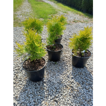 Żywotnik zachodni Golden Globe-Thuja occidentalis