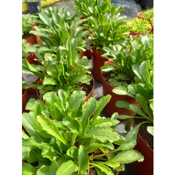 Jastrun wielki Silberprinzesschen - Luecanthemum maximum Nanus