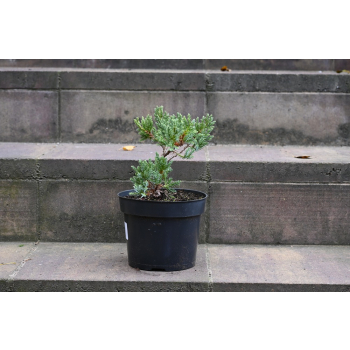 Jalowiec łuskowy Holger - Juniperus squamata