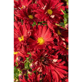 Złocień ogrodowy Duchess of Edinburgh - Chrysanthemum hybrida
