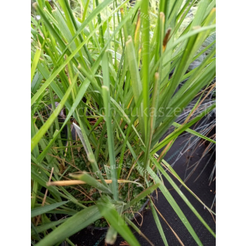Turówka wonna-Hierochloe odorata