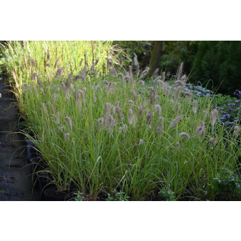 Rozplenica japońska Hameln Gold - Pennisetum alopecuroides