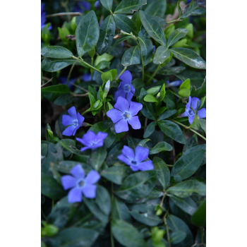 Barwinek pospolity - Vinca minor Barwinek pospolity - Vinca minor