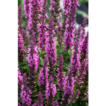 Szałwia omszona Pink Paradise - Salvia nemorosa