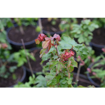 Klon polny - Acer campestre