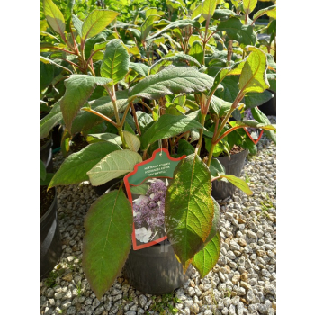 Hortensja kosmata Macrophylla-Hydrangea aspera