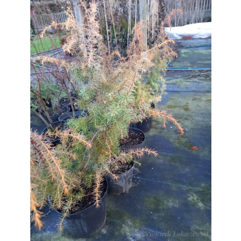 Jałowiec pospolity Kalebab - Juniperus communis