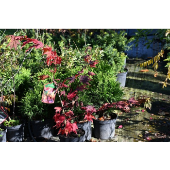 Klon ussuryjski - Acer pseudosieboldianum