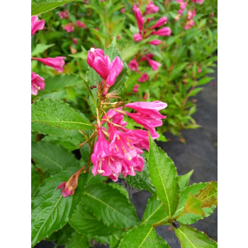 Krzewuszka Big Love-Weigela