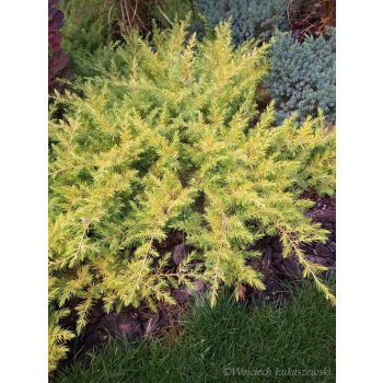 Jałowiec nadbrzeżny Allgold-Juniperus conferta