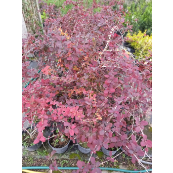 Berberys Thunberga Atropurpurea-Berberis thunbergii