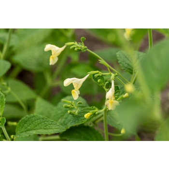 Kocimiętka himalajska - Nepeta govaniana