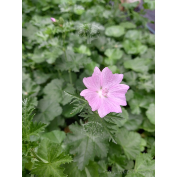Ślaz piżmowy - Malva moschata