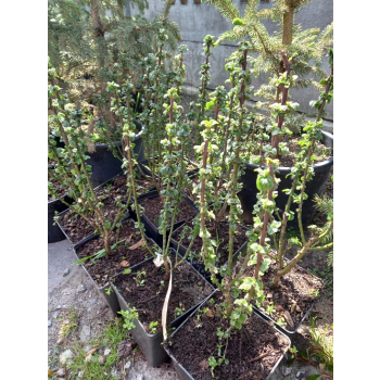 Dereń świdwa Compressa-Cornus sanguinea