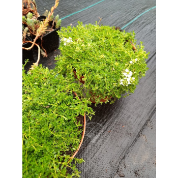 Macierzanka wczesna-Thymus praecox Albiflorus