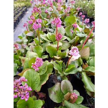 Bergenia sercowata-Bergenia cordifolia