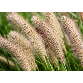 Rozplenica japońska  Cassian - Pennisetum alopecuroides