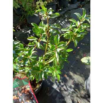 Ostrokrzew Cousin-Ilex
