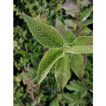 Forsycja zielona Kumson-Forsythia viridissima