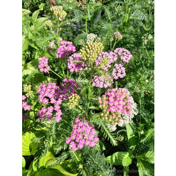 Krwawnik pospolity - Achillea millefolium Colorado