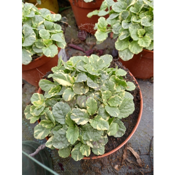 Dąbrówka rozłogowa Variegata-Ajuga reptans