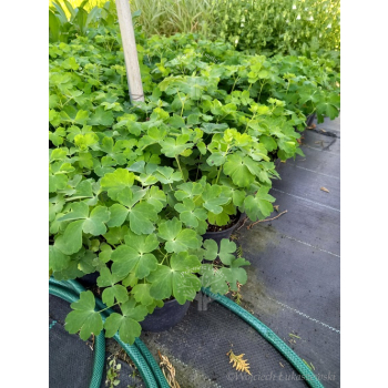 Orlik niski-Aquilegia vulgaris