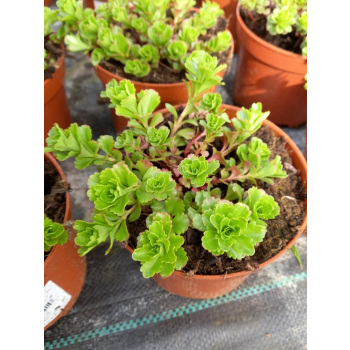 Rozchodnik kamczacki - Sedum kamtschaticum var. ellacombianum Rozchodnik kamczacki - Sedum kamtschaticum var. ellacombianum